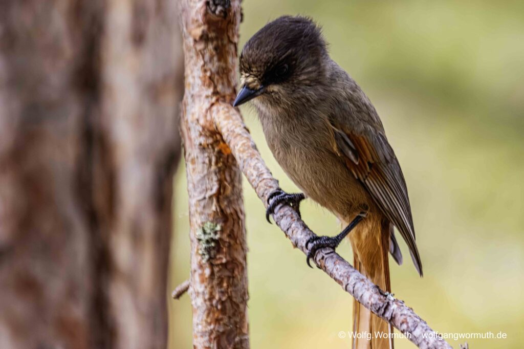 Unglückhäher in Finnland im Wald. Er sitzt im Baum.