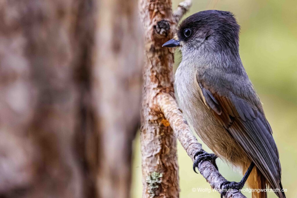 Unglückhäher in Finnland im Wald. Er sitzt im Baum.