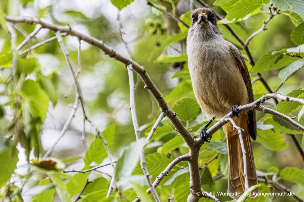 Unglückhäher in Finnland im Wald. Er sitzt im Baum.
