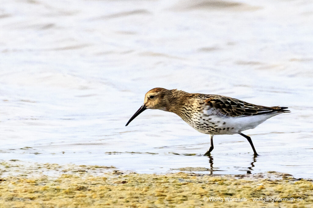 Alpenstrandläufer auf der Futtersuche am Strand in Estland. Ostsee Kreis Lääne.