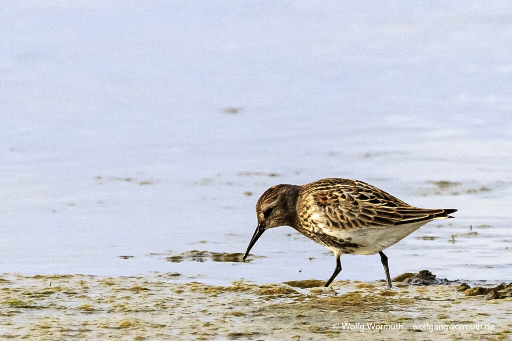 Alpenstrandläufer auf der Futtersuche am Strand in Estland. Ostsee Kreis Lääne.