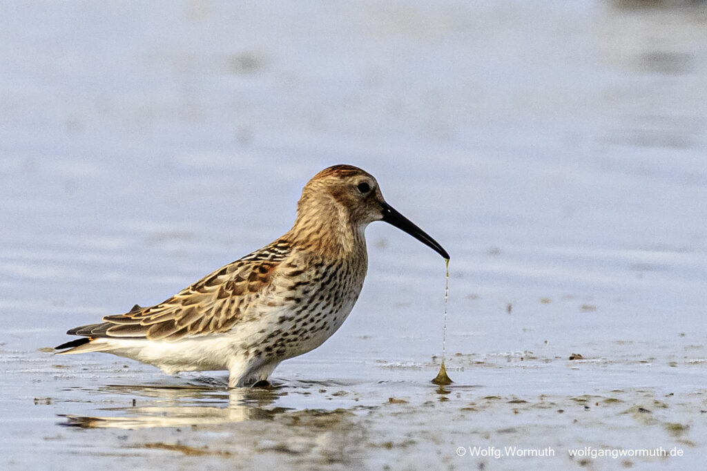 Alpenstrandläufer auf der Futtersuche am Strand in Estland. Ostsee Kreis Lääne.