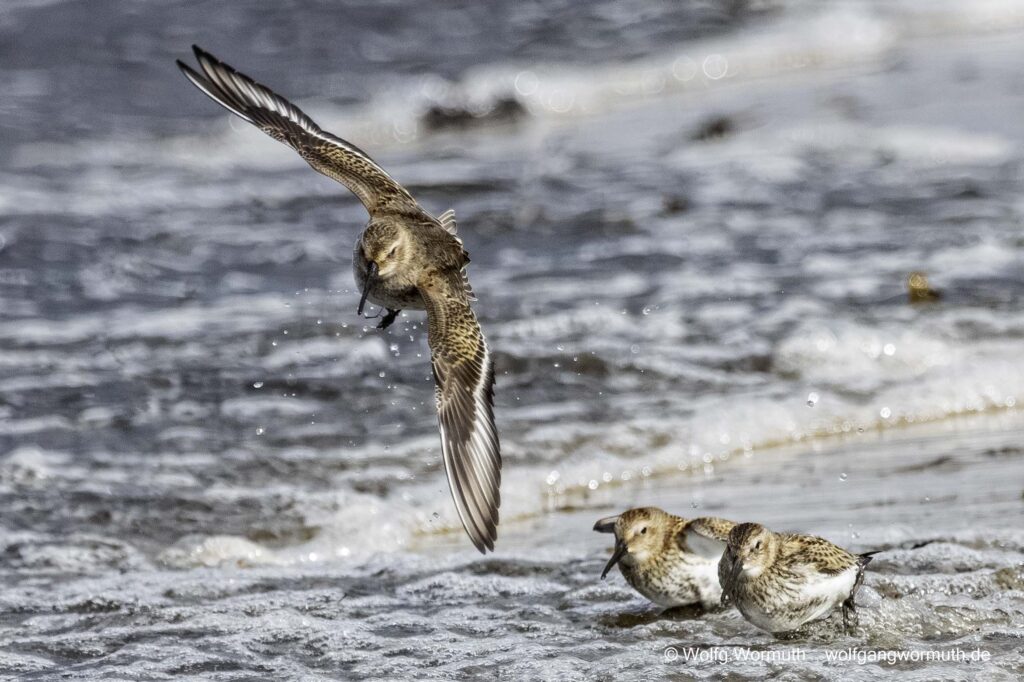 Alpenstrandläufer Vogelbeobachtung wenn sie fliegen. Gruppenfliegen.