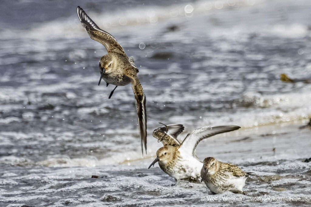 Alpenstrandläufer Vogelbeobachtung wenn sie fliegen. Gruppenfliegen.