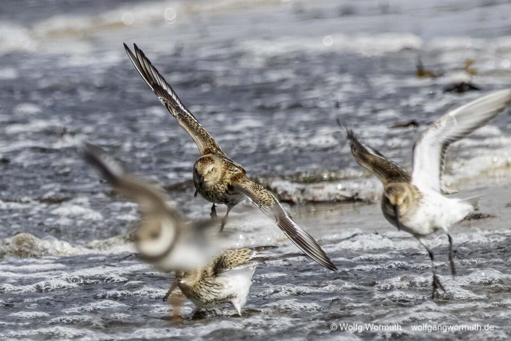 Alpenstrandläufer Vogelbeobachtung wenn sie fliegen. Gruppenfliegen.