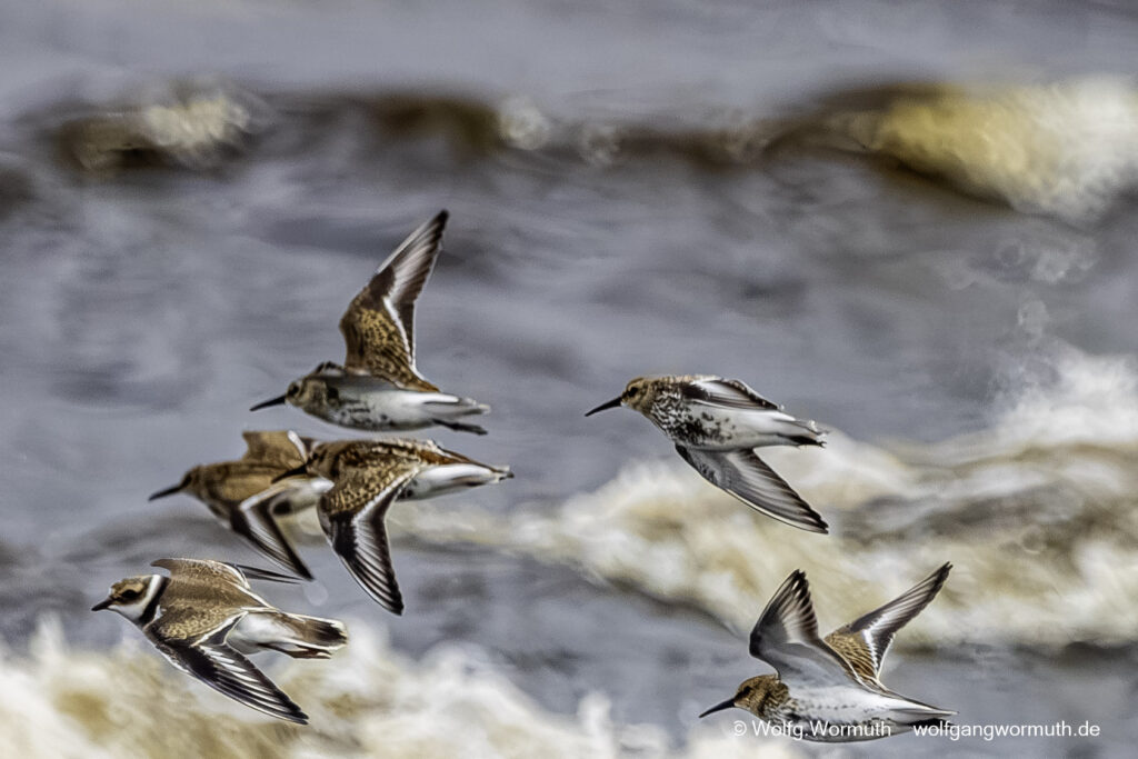 Alpenstrandläufer Vogelbeobachtung wenn sie fliegen. Gruppenfliegen.