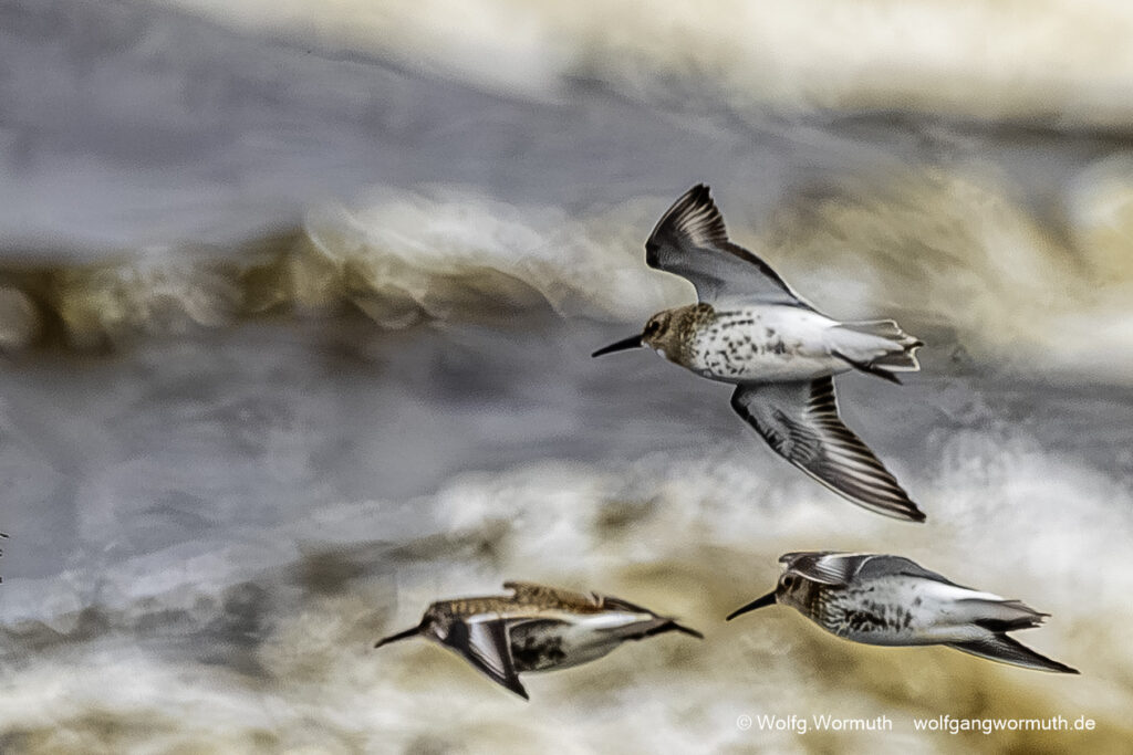 Alpenstrandläufer Vogelbeobachtung wenn sie fliegen. Gruppenfliegen.
