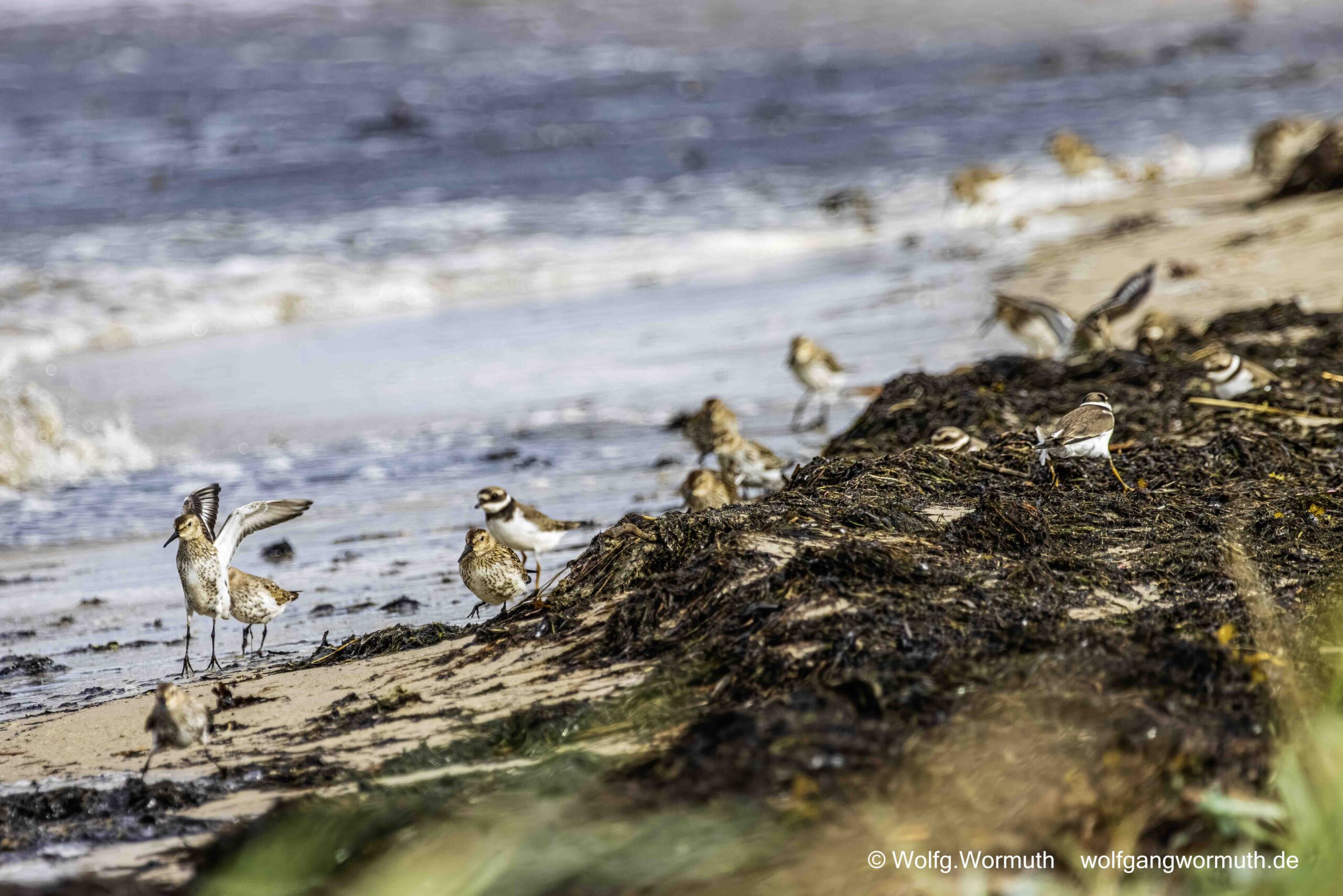 Alpenstrandläufer auf der Futtersuche am Strand in Estland. Ostsee Kreis Lääne.