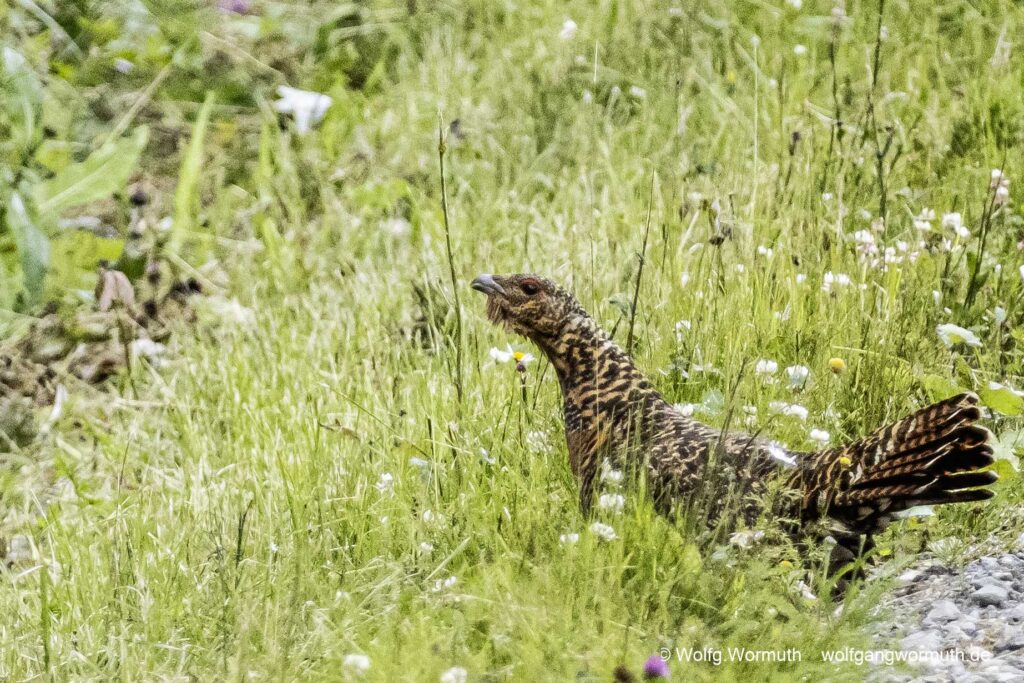 Auerhuhn mit Jungen.