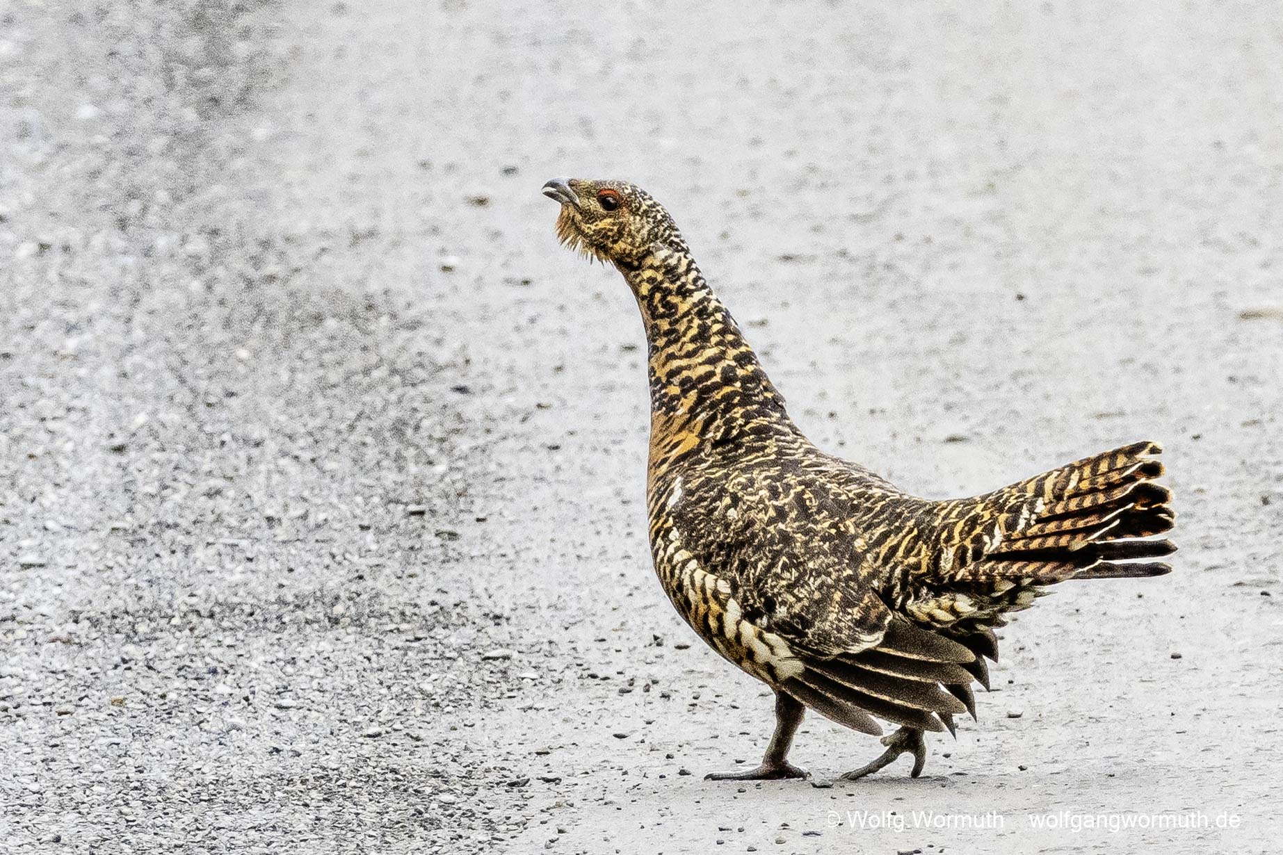 Auerhuhn mit Jungen.