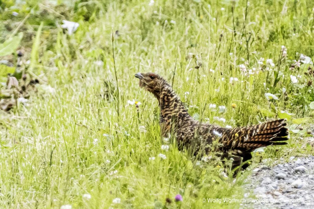 Auerhuhn mit Jungen.