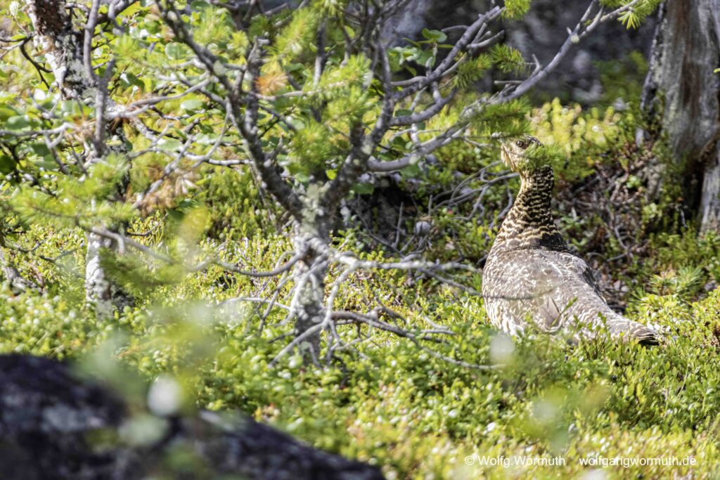 Auerhuhn mit Jungen.