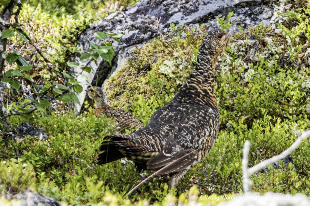 Auerhuhn mit Jungen.
