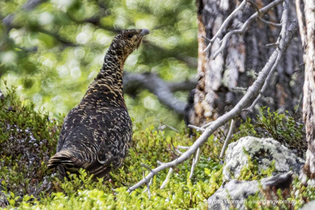 Auerhuhn mit Jungen.