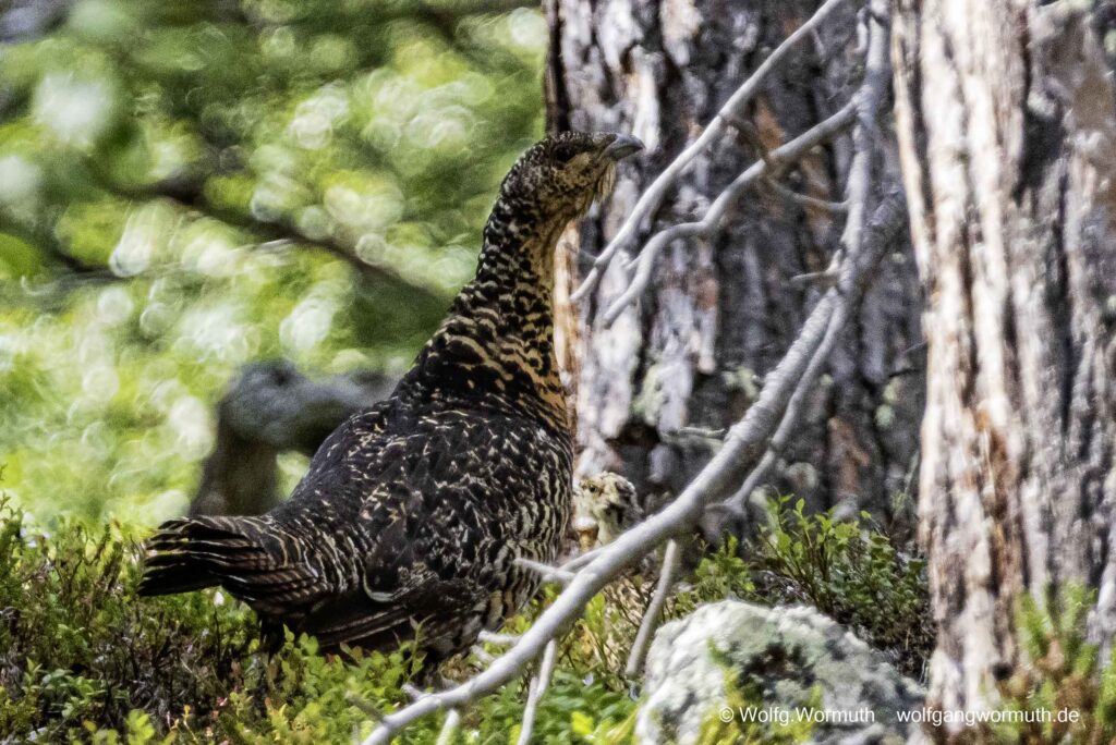 Auerhuhn mit Jungen.