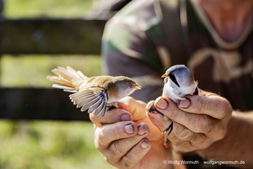 Bartmeisen Pärchen bei der NABU Beringung.