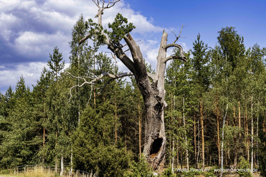 Landschaftsaufnahme, dieser Baum hat ein Gesicht mit aufgerissenem Mund der wie ein Hilferuf aussieht. Rettet die Umwelt.