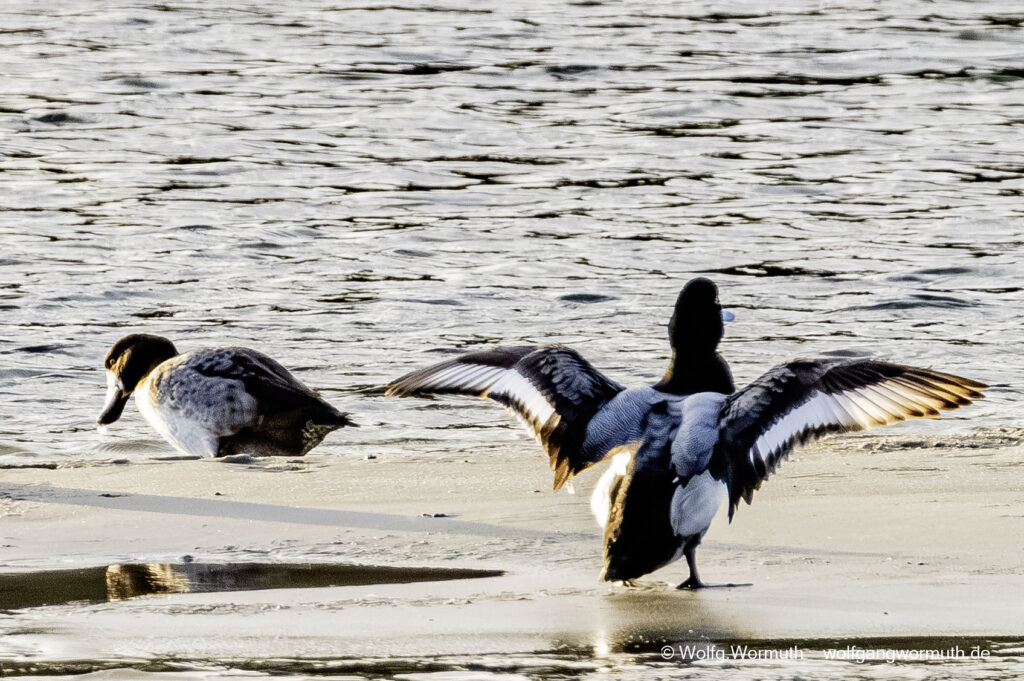 Bergente beim Flügel schlagen.