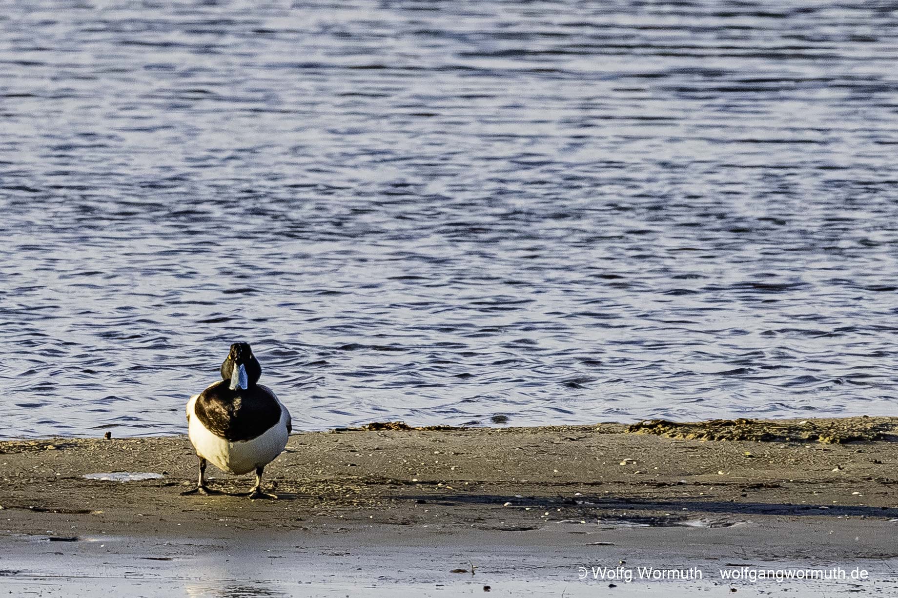 Bergente Männchen auf einer Sandbank.