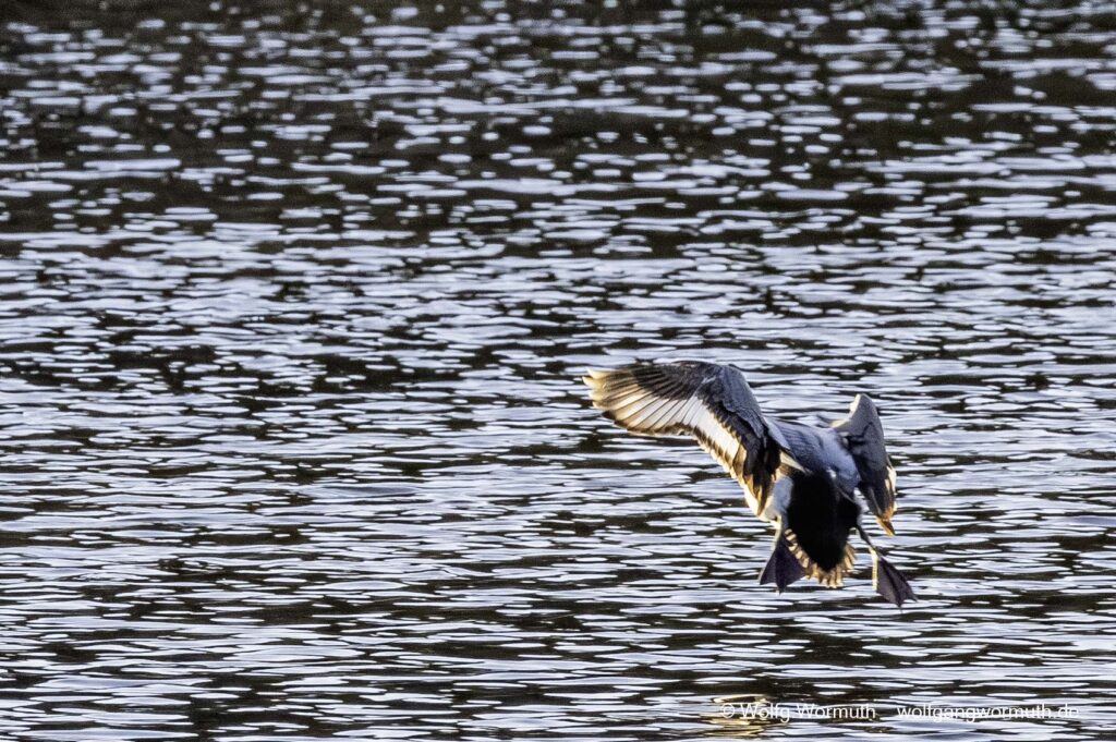 Bergente bei der Landung im Wasser.