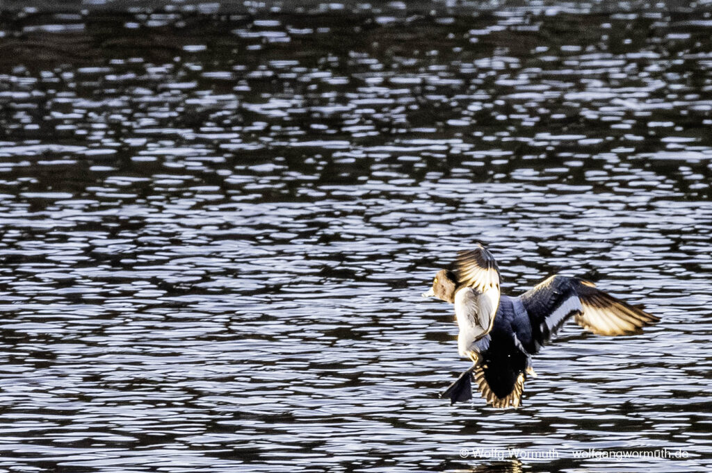 Bergente bei der Landung im Wasser.