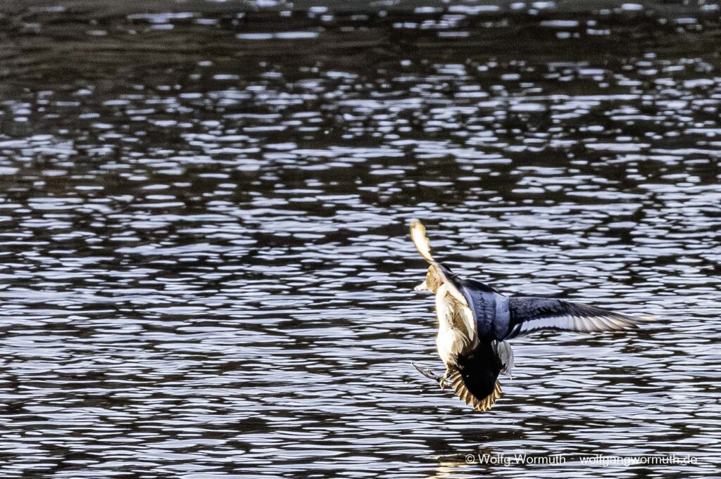 Bergente bei der Landung im Wasser.