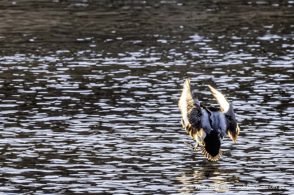 Bergente bei der Landung im Wasser.