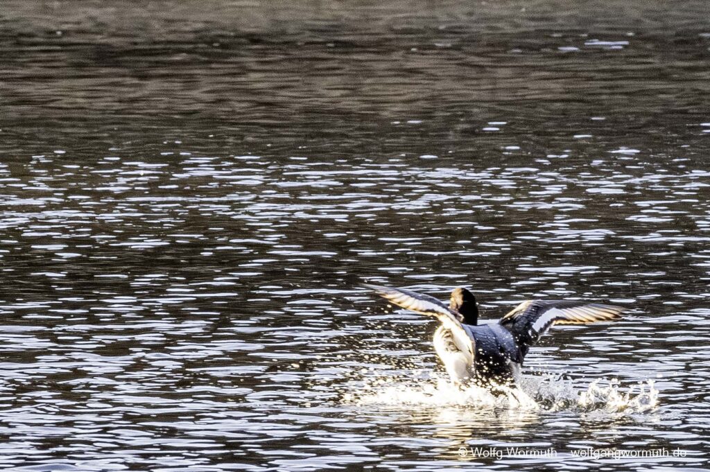 Bergente bei der Landung im Wasser.