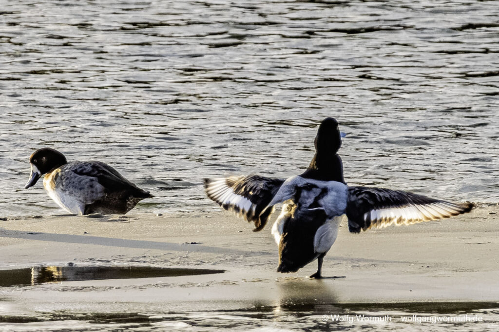 Bergente beim Flügel schlagen.