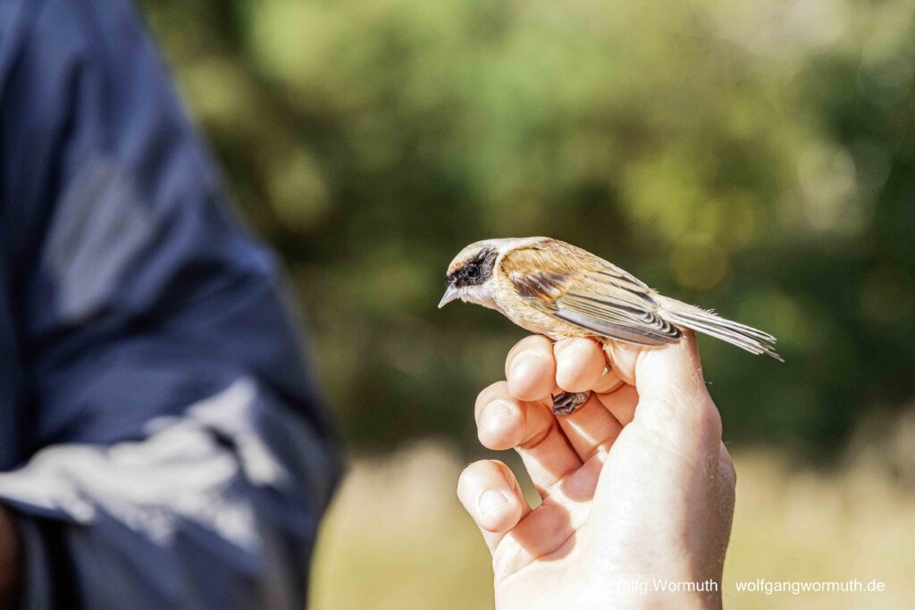 Beutelmeise bei der NABU Beringung.
