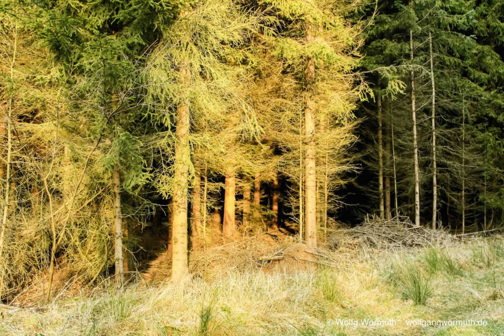 Blick in den Wald. Die Sonne von hinten in der Wald hinein scheint.