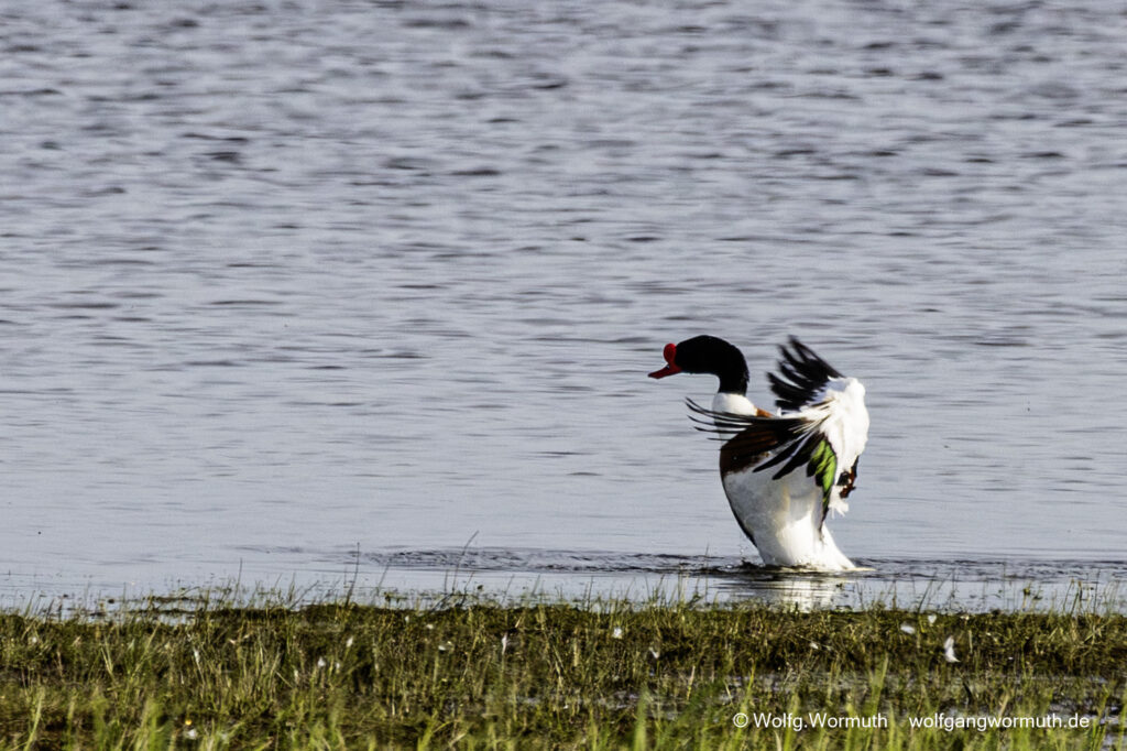 Brandgans Erpel die sich bekämpfen um Brandgams Weibchen. Siegerpose des Gewinners.