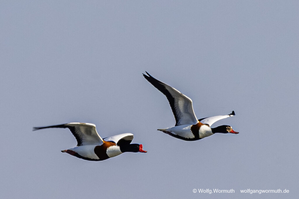 Brandgans Erpel die sich bekämpfen um Brandgams Weibchen. Siegerpose des Gewinners.