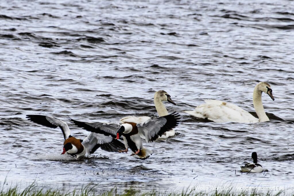 Brandgans Erpel die sich bekämpfen um Brandgams Weibchen. Siegerpose des Gewinners.