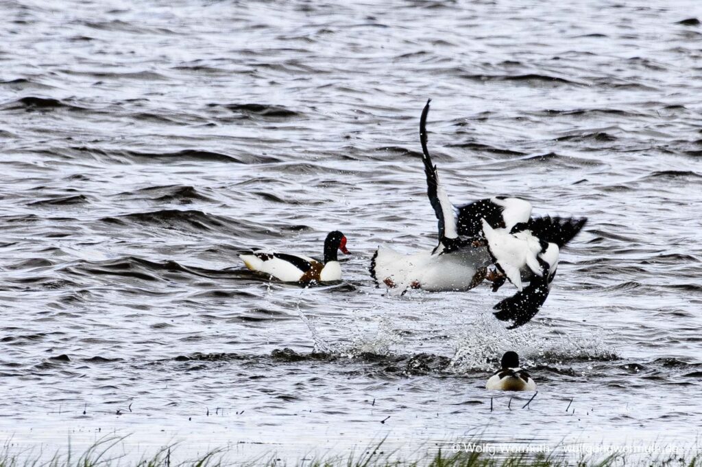 Brandgans Erpel die sich bekämpfen um Brandgams Weibchen. Siegerpose des Gewinners.