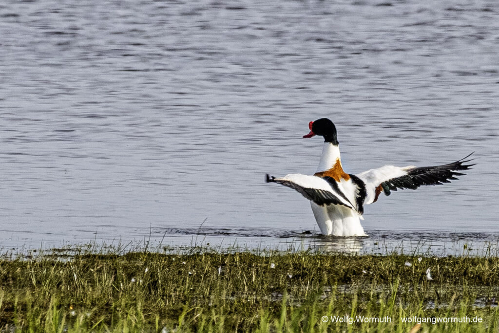 Brandgans Erpel die sich bekämpfen um Brandgams Weibchen. Siegerpose des Gewinners.