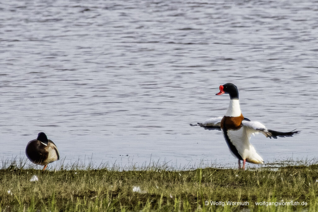 Brandgans Erpel die sich bekämpfen um Brandgams Weibchen. Siegerpose des Gewinners.