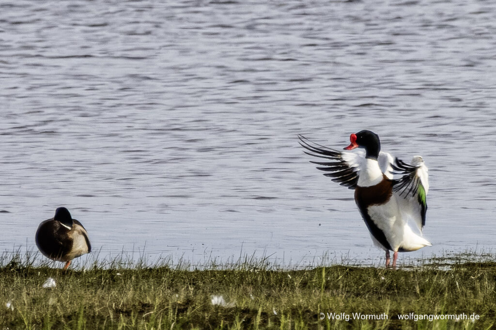 Brandgans Erpel die sich bekämpfen um Brandgams Weibchen. Siegerpose des Gewinners.