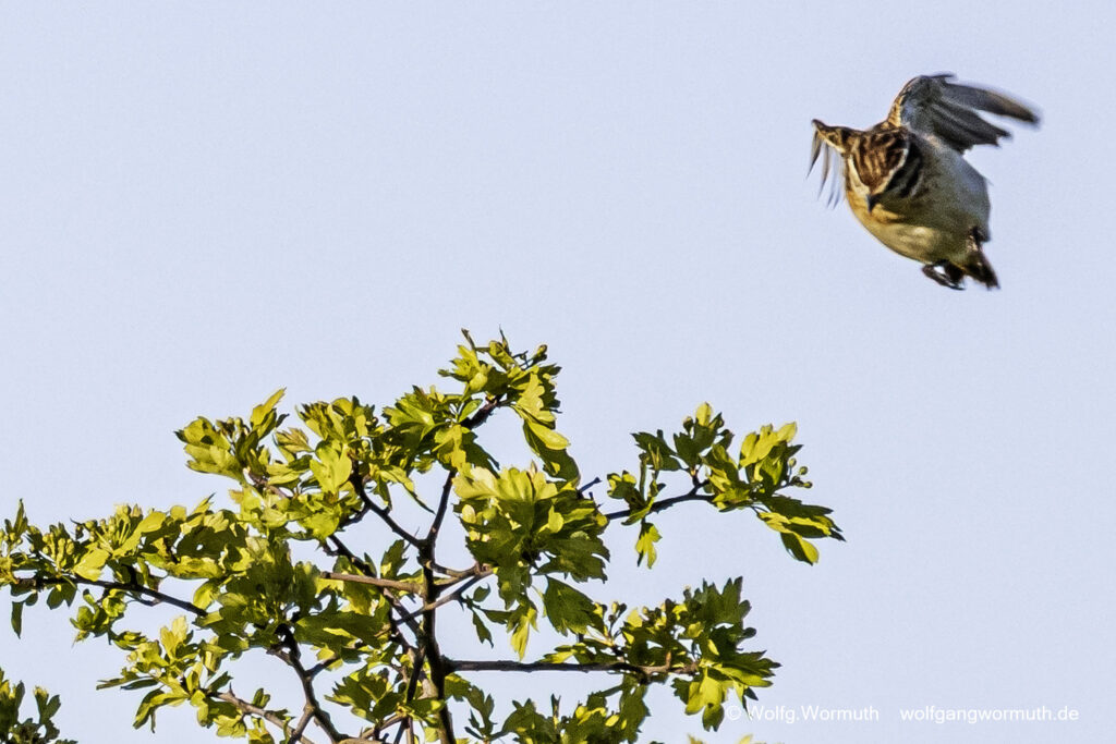 Braunkehlchen fliegt durch die Äste.