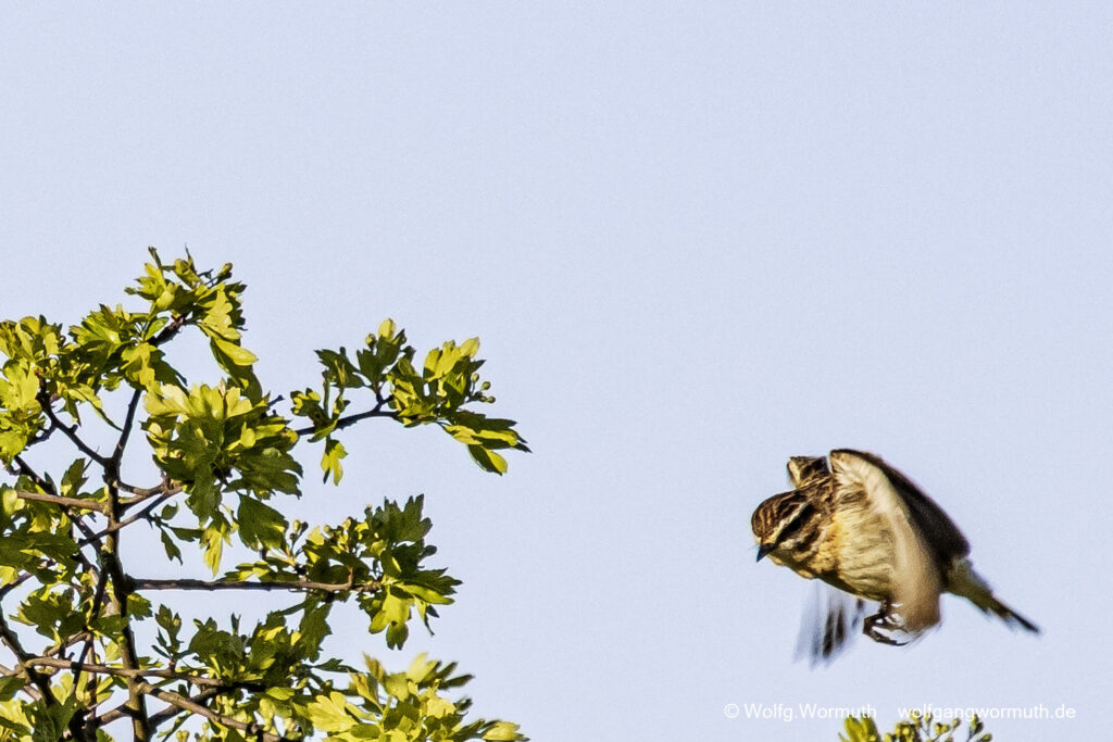 Braunkehlchen fliegt durch die Äste.