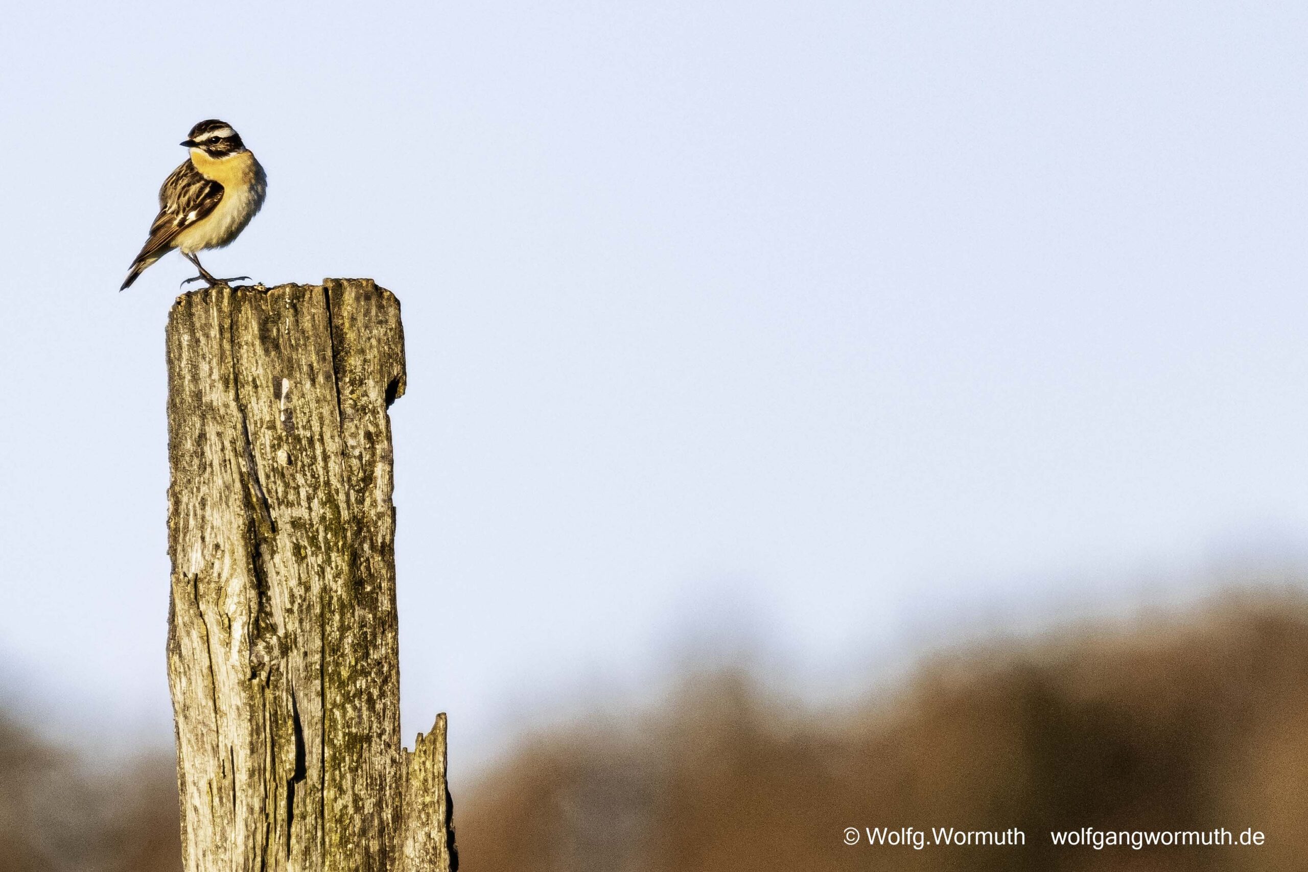 Braunkehlchen fliegt durch die Äste.