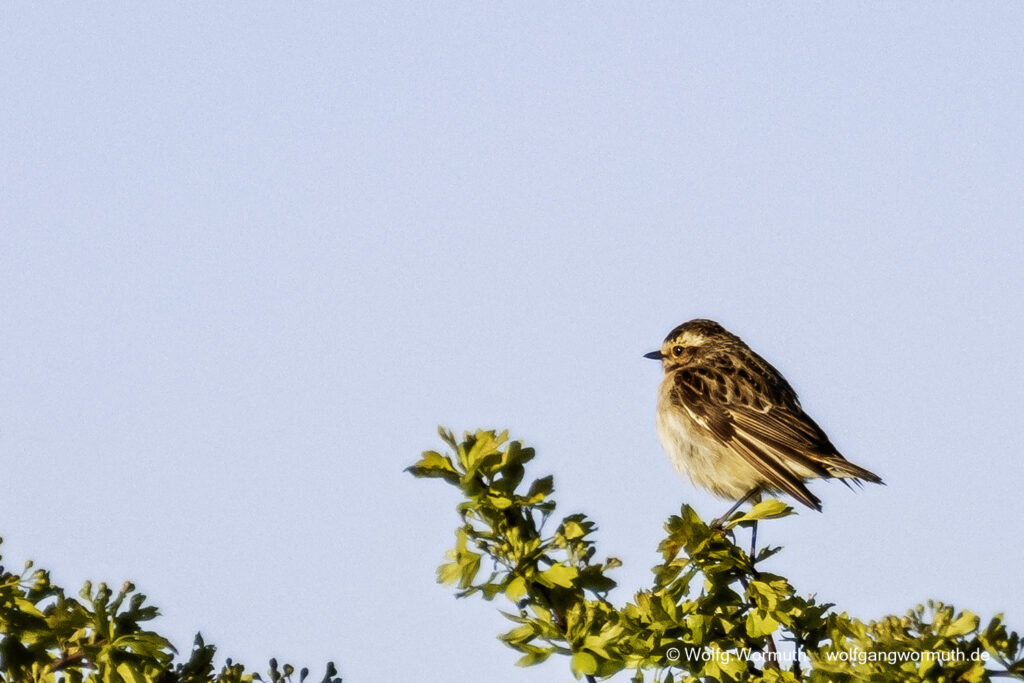 Braunkehlchen fliegt durch die Äste.
