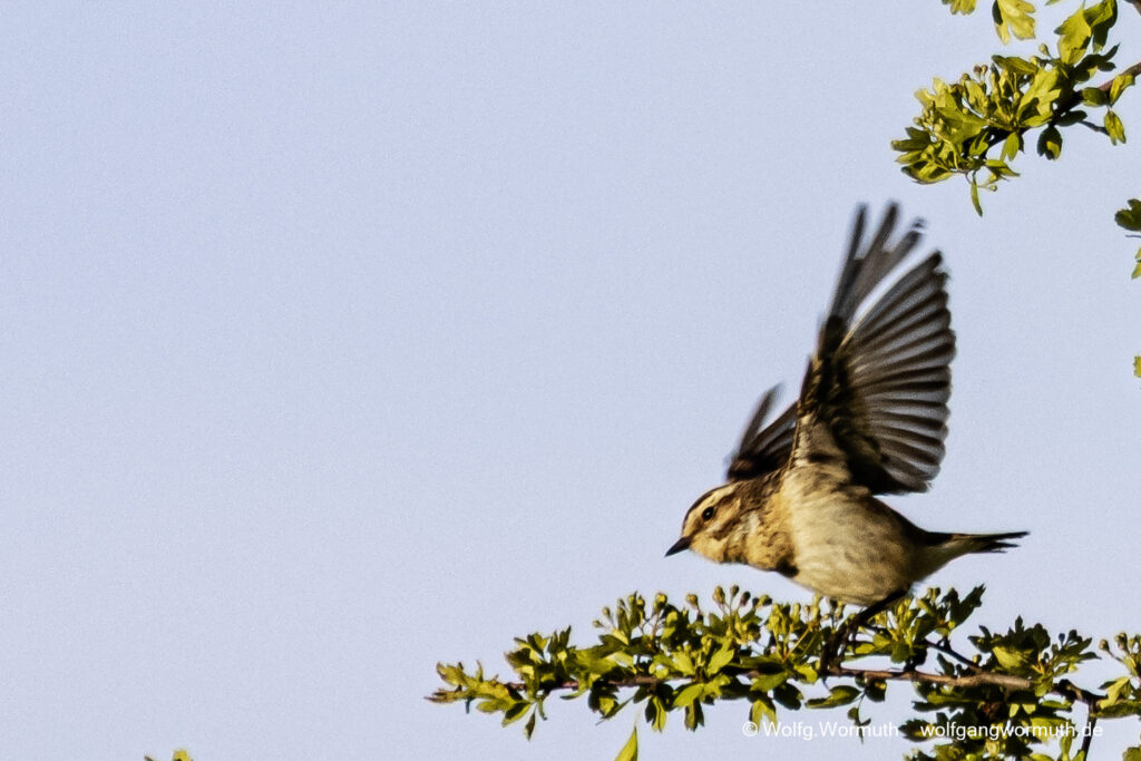 Braunkehlchen fliegt durch die Äste.