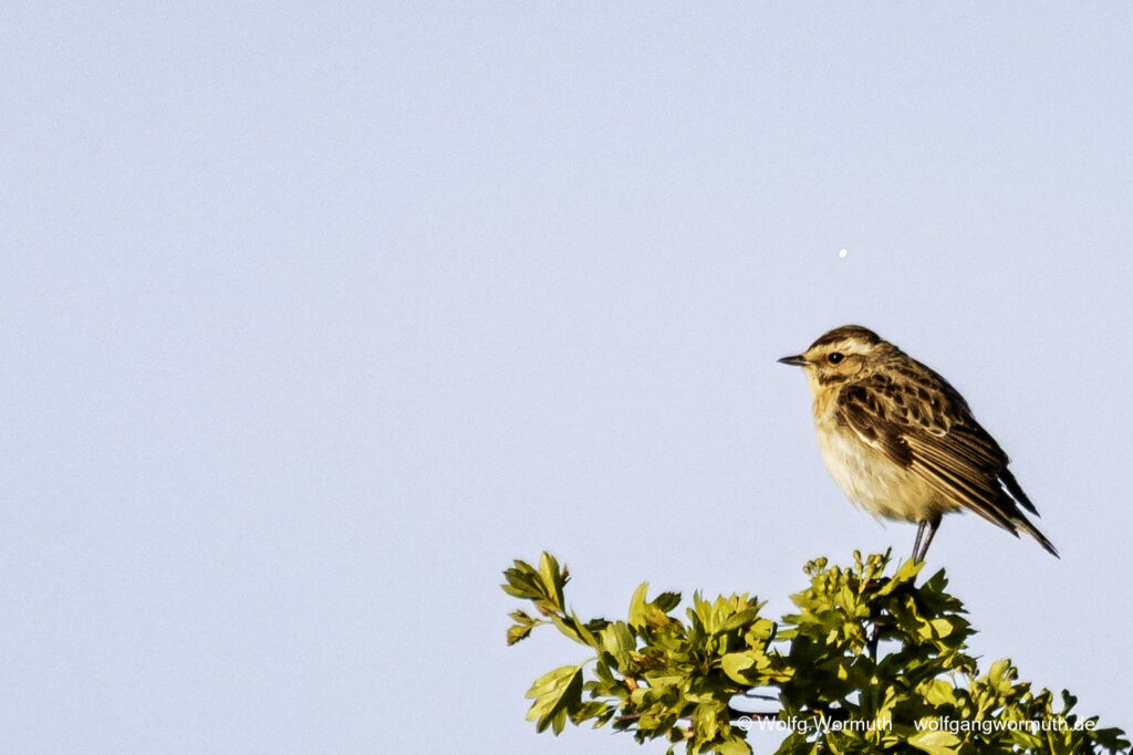 Braunkehlchen fliegt durch die Äste.