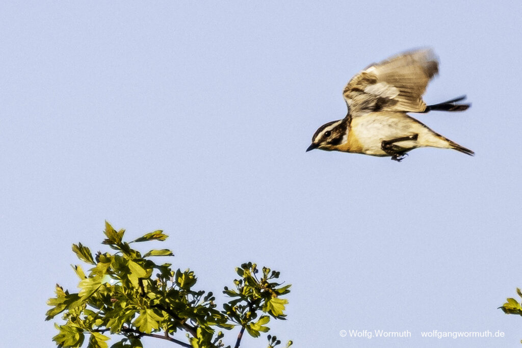 Braunkehlchen fliegt durch die Äste.