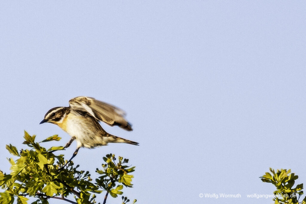 Braunkehlchen fliegt durch die Äste.