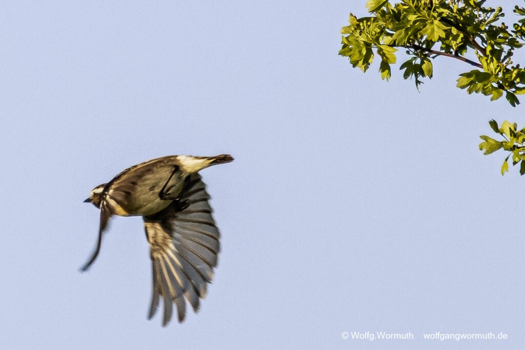 Braunkehlchen fliegt durch die Äste.