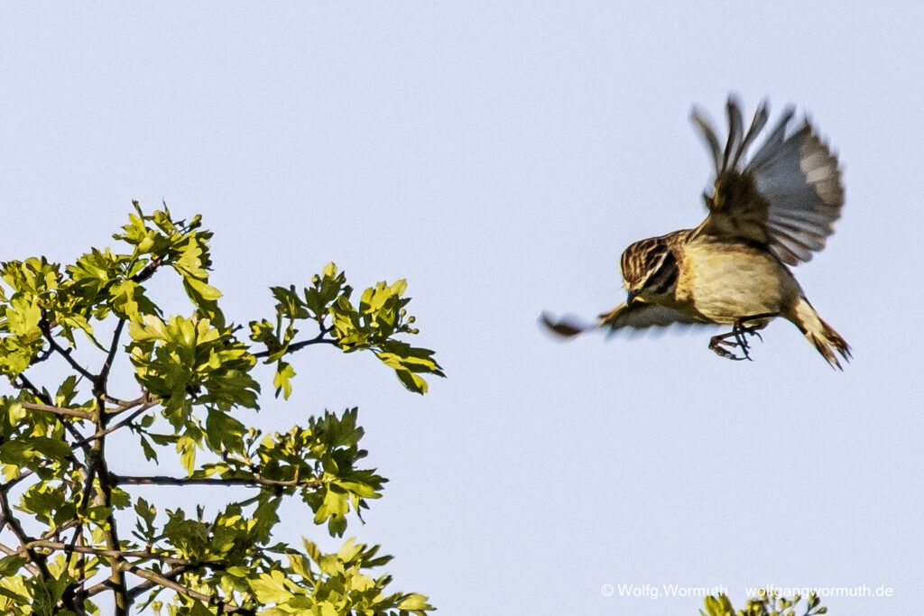 Braunkehlchen fliegt durch die Äste.