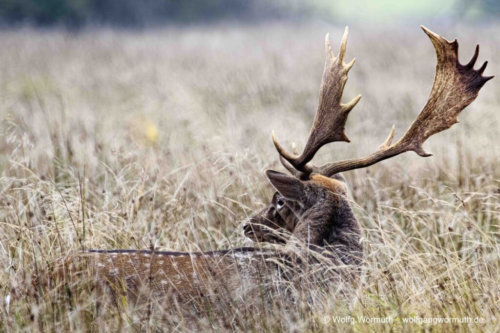 Damhirsch, Damwild im Oktober bei der Brunft im Dosenmoor bei Neumünster. Nahaufnahme.