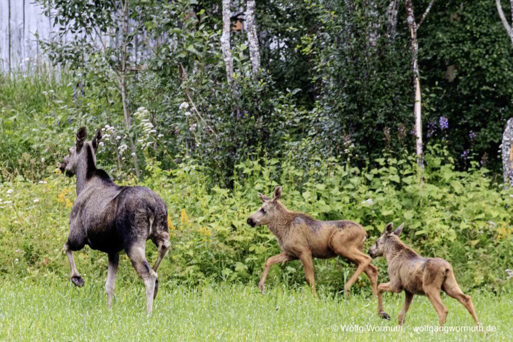 Elchkuh mit zwei kälbern auf einer Lichtung in Russånes Norwegen.